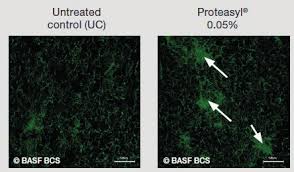 Proteasyl